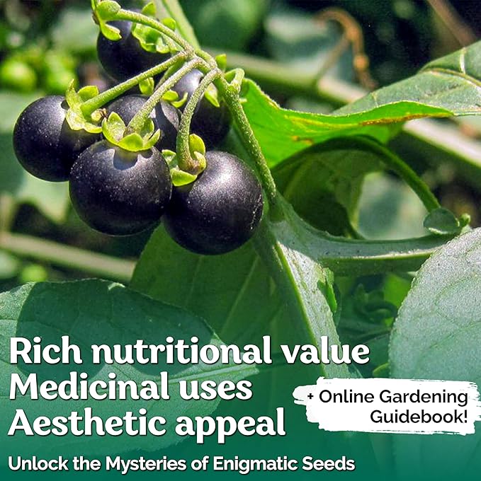KVITER 50 Black Nightshade Hierba Mora Seeds (Solanum Nigrum) - Nightshade Seed, Heirloom Seed Non GMO Organic - Ideal for Herb Garden, Borders or Edges - Bloomnest