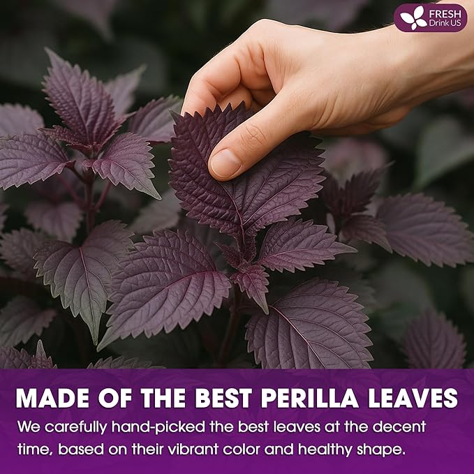 FreshDrinkUS, Premium Perilla Leaf Tea – 75 Tea Bags | 100% Pure Perilla Leaves | Caffeine-Free, Non-GMO, Natural Packaging | Herbal Tea Bags for Daily Enjoyment. Gluten-Free. Sugar-Free. Vegan - Bloomnest