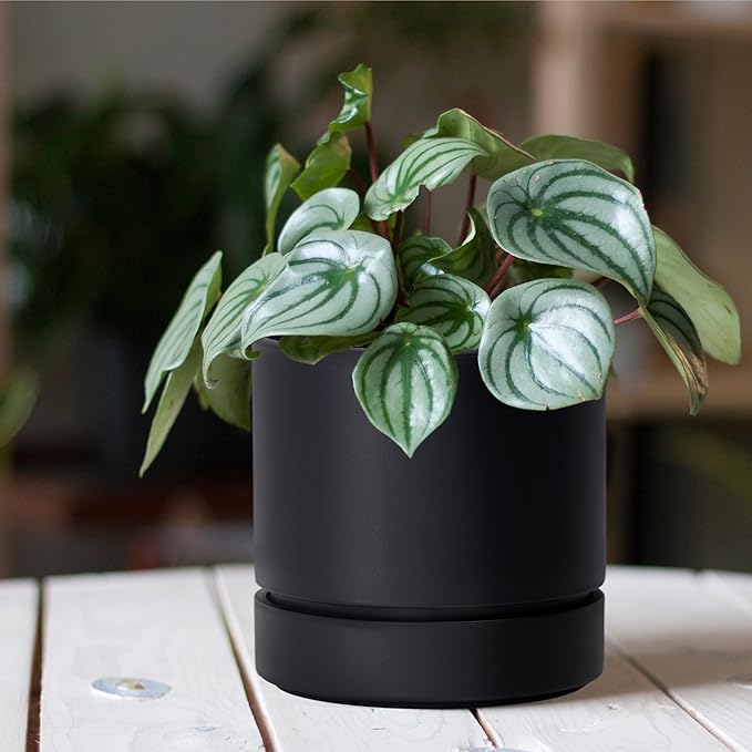 6 Inch Modern Plastic Round Pots for Indoor Houseplants and Herbs, Pack of 3 Planter Pot with Drainage Hole & Saucer, Deep Water Catch Tray, Straight Cylindrical Pot for Plants, Matte Black, 23-D-S-2 - Bloomnest