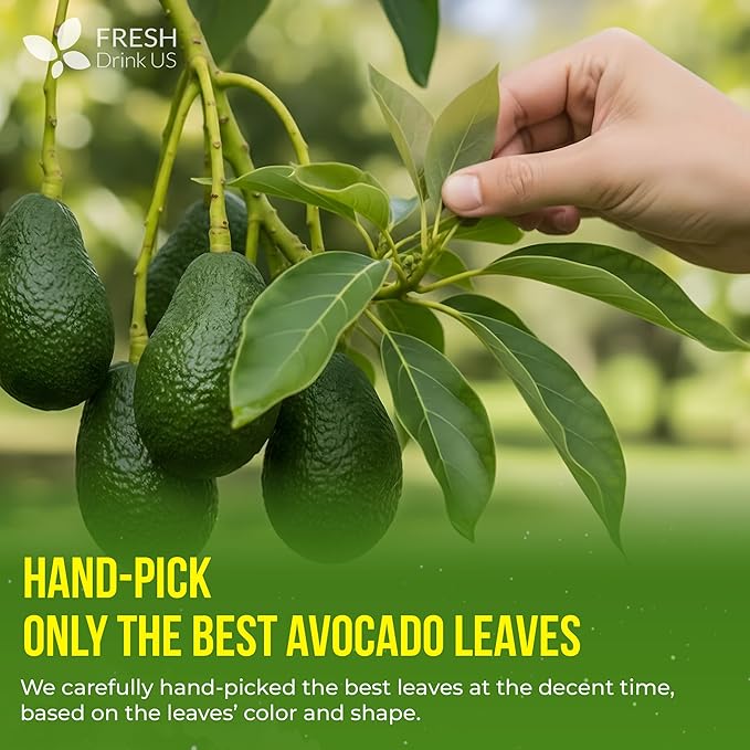 FreshDrinkUS, 120 Avocado Leaves - Loose Leaf - Premium Avocado Leaf Herbal Tea, Caffeine Free Botanical Tea Leaves for Hot or Iced Tea – Natural, Aromatic & Fresh Avocado Leaves - Bloomnest