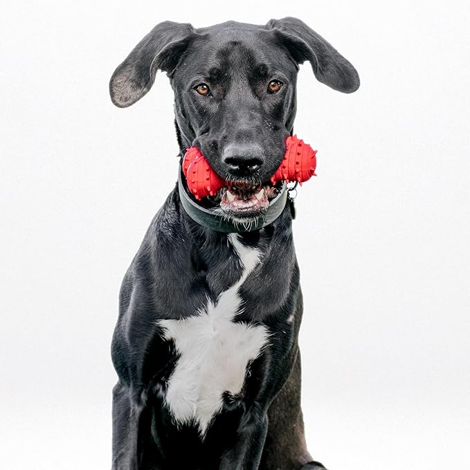 Playology Dog Toys | Puppy Toy Teething Bone Designed for Young & Active Dogs | Jumbo Beef Scented Toy Made from Non Toxic Materials - Bloomnest