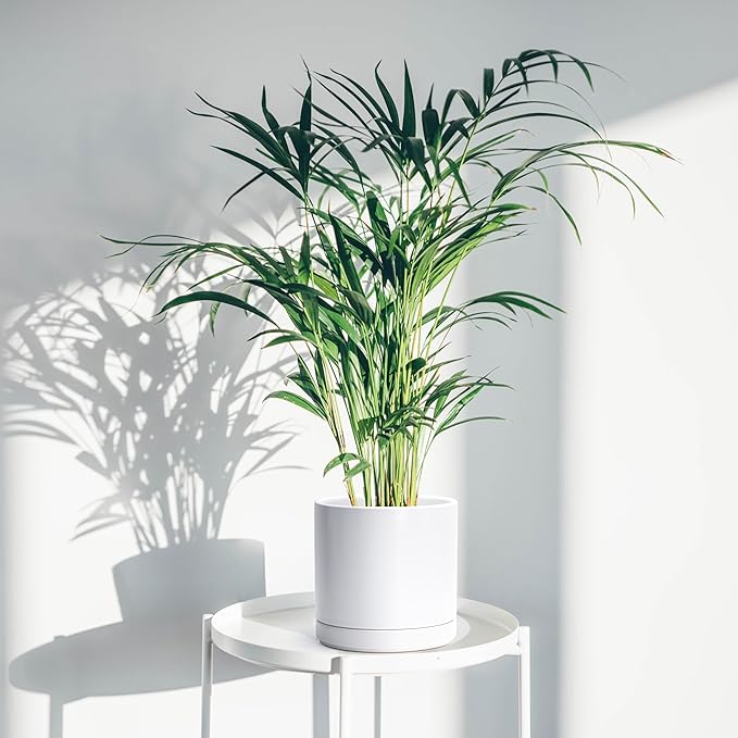 D'vine Dev 8.2 Inch & 10 Inch Ceramic Planter Pot for Plants with Drainage Hole and Saucer, Large Plant Pots Set, White, 94-G-L-1 - Bloomnest