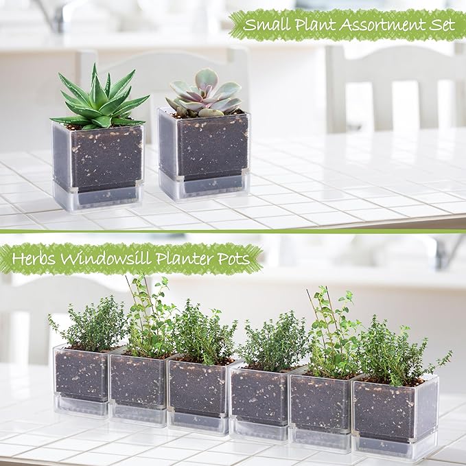 4 Inch Herb Planter Pot, Plastic Planter with Drainage Holes and Saucer, Modern Decorative Gardening Pot for Indoor Plants, Flowers, Herbs, Succulents, Clear, Set of 6, 76-Y-D-6 - Bloomnest