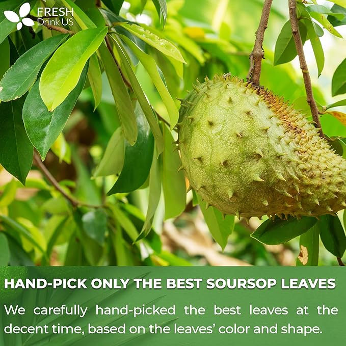 FreshDrinkUS, Premium 275+ Soursop Graviola Whole Dried Leaves Tea, 275-300 Soursop Graviola Guanabana Whole Leaves, Wildcrafted, Hoja Guanabana Loose Leaf Herbal Tea, No Gluten, Vegan - Bloomnest
