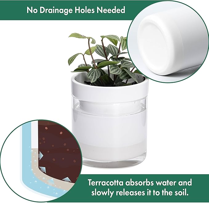 Phoenix Vine 4 Inch Self Watering Planter, White Terracotta Clay Pot with Glass Reservoir for Indoor Plants, Herbs, Flowers, Set of 2, 52-B-E-2 - Bloomnest