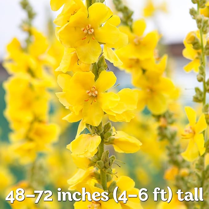 KVITER 1,500 Mullein Seeds for Planting (Verbascum Thapsus) – Mullein Herb, Heirloom Seed Non GMO Organic – Ideal for Herb Garden – US Grown Herbs Flower Seeds - Bloomnest
