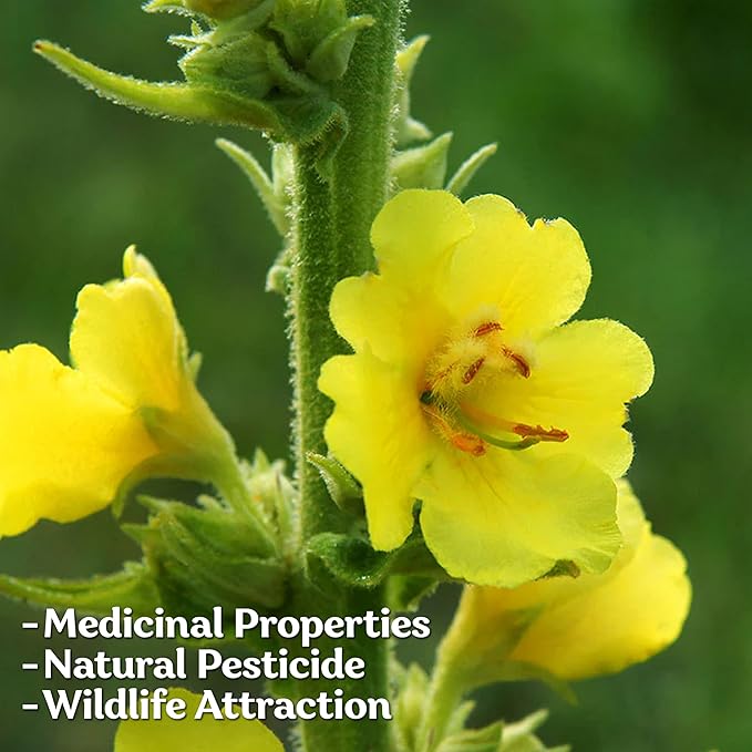 KVITER 1,500 Mullein Seeds for Planting (Verbascum Thapsus) – Mullein Herb, Heirloom Seed Non GMO Organic – Ideal for Herb Garden – US Grown Herbs Flower Seeds - Bloomnest