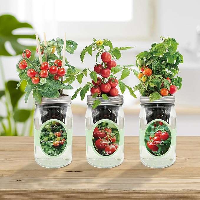 Hydroponic Mason Jar Indoor Garden Organic Seed Starter Kits - Tomato Trio Garden Growing Kits, Gardening Gift (Red Robin Tomato, Cherry Tomato - Tiny Tim, Sweetie Cherry Tomato)