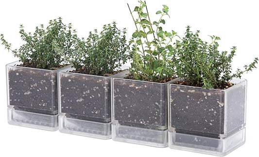 4 Inch Herb Planter Pot, Plastic Planter with Drainage Holes and Saucer, Modern Decorative Gardening Pot for Indoor Plants, Flowers, Herbs, Succulents, Clear, Set of 4, 76-Y-D-4 - Bloomnest