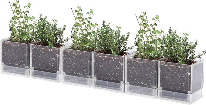 4 Inch Herb Planter Pot, Plastic Planter with Drainage Holes and Saucer, Modern Decorative Gardening Pot for Indoor Plants, Flowers, Herbs, Succulents, Clear, Set of 6, 76-Y-D-6 - Bloomnest