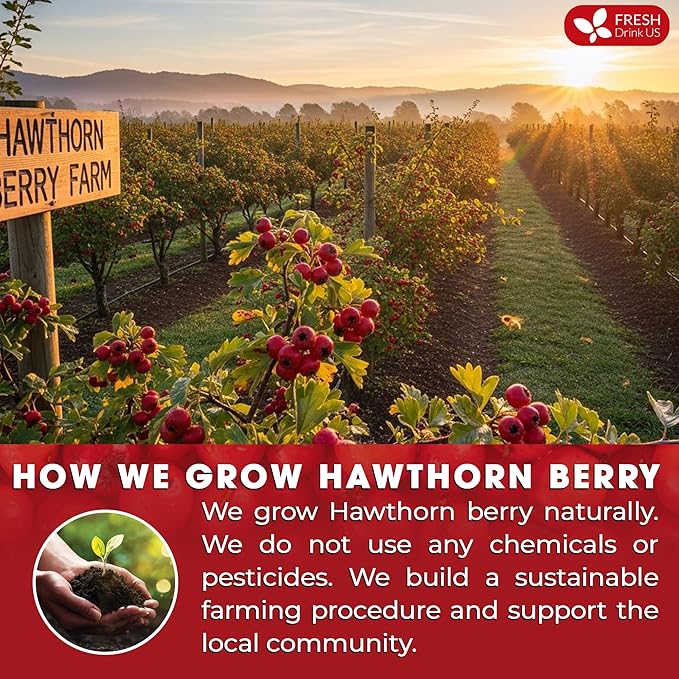 FreshDrinkUS, Premium Hawthorn Berry Tea - 75 Tea Bags - 100% Natural Herbal Infusion, Caffeine-Free, Rich Aroma & Smooth Taste. Vegan - Bloomnest