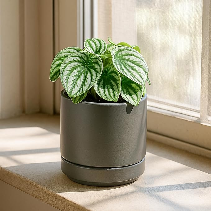 D'vine Dev Set of 2 Plants Pots, 4.7 Inch Ceramic Planter Pot for Plants with Drainage Hole and Saucer, Speckled Grey, 94-V-B-3 - Bloomnest