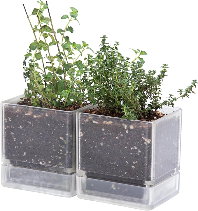 4 Inch Herb Planter Pot, Plastic Planter with Drainage Holes and Saucer, Modern Decorative Gardening Pot for Indoor Plants, Flowers, Herbs, Succulents, Clear, Set of 2, 76-Y-D-2 - Bloomnest