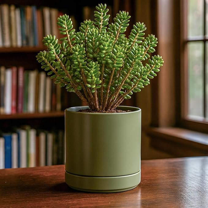 D'vine Dev Set of 2 Plants Pots, 6.5 Inch Ceramic Planter Pot for Plants with Drainage Hole and Saucer, Olive, 94-V-C-J - Bloomnest