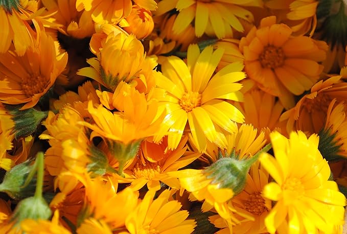 MagJo Naturals, Calendula Flower (1 Pound Bag) whole dried calendula flowers and petals, Calendula officinalis, loose leaf tea, marigold flowers, loose leaf teas, cocktail bombs, Raw - Bloomnest