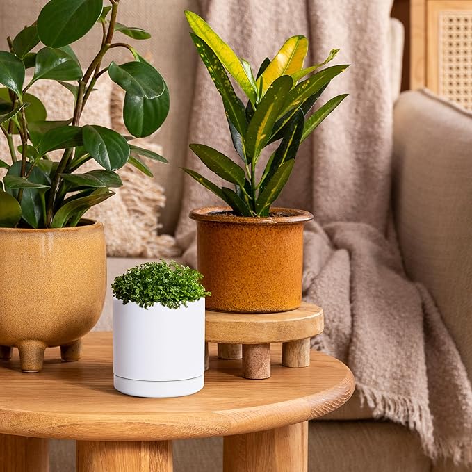 D'vine Dev Set of 2 Plants Pots, 3.5 Inch Ceramic Planter Pot for Plants with Drainage Hole and Saucer, White, 94-V-A-1 - Bloomnest
