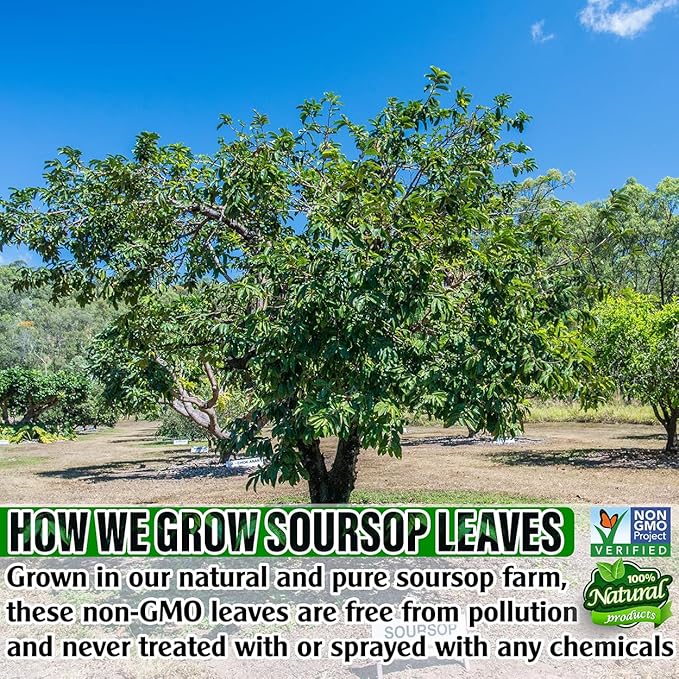 USDA Organic Soursop Leaves Tea Bags, 100% ORGANIC and Pure Soursop Graviola Leaves - Hojas De Guanabana Tea - Non-GMO - Caffeine-free - Improve Digestion, Support Healthy Skin & Sleep, Eco-Conscious Corn Fiber Tea Bags. Organic Graviola Tea - Bloomnest