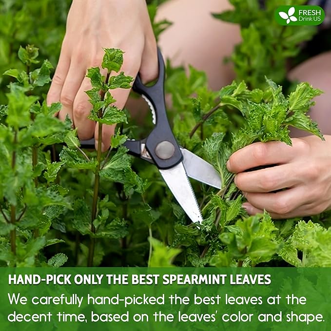 FreshDrinkUS, Premium 45 Spearmint Tea Bags, 100% Natural Spearmint Leaves. Loose Leaf Spearmint Herbal Tea. Spearmint Leaf Tea. No Sugar, No Caffeine, No Gluten, Vegan. - Bloomnest