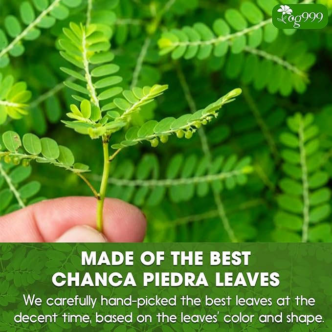 TOG999, Premium 120 Chanca Piedra Leaf Tea Bags, 100% Natural & Pure from Chanca Piedra Leaves. Loose Leaf Chanca Piedra Herbal Tea. Made with Natural Material Tea Bags. No Sugar, No Caffeine, No Gluten, Vegan. - Bloomnest