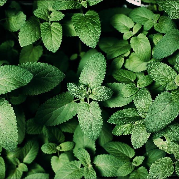MagJo Spearmint Loose Leaf Tea 1 Pound Dried Herb - Bloomnest