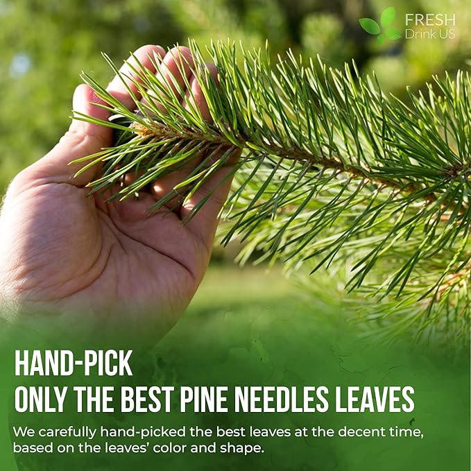 FreshDrinkUS, Premium 8oz Pine Needle Leaves Herbal Tea – Dried Loose Leaf Pine Needles – Naturally Fresh & Aromatic Caffeine-Free Herbal Tea. Sugar-Free. Vegan - Bloomnest