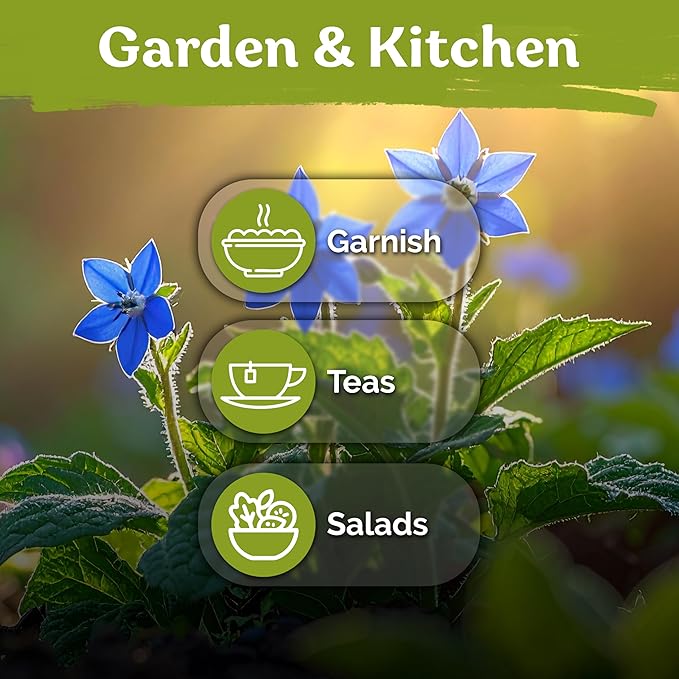 KVITER 150 Borage Seeds (Borago officinalis) - Blue Strawflower, Edible Flower for Teas, Attracts Pollinators - Organic & Heirloom Herb Seeds for Planting in Outdoor & Indoor Garden, Beds, Containers - Bloomnest
