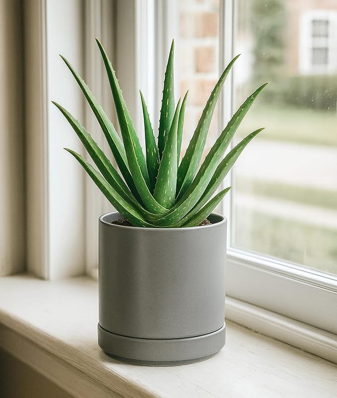 D'vine Dev 4.7 Inch & 6.5 Inch Ceramic Planter Pots for Plants with Drainage Hole and Saucer, Small Plant Pots Set, Speckled Grey, 94-G-S-3 - Bloomnest