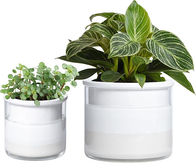Phoenix Vine 6 Inch 4 Inch Self Watering Planter Pots, Design White Terracotta Pots for Plants, Indoor Cylinder Terra Cotta Pots with Glass Vase Set, 51-B-G-46 - Bloomnest