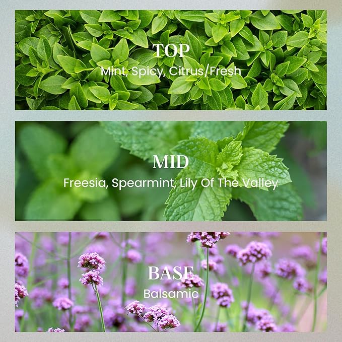 M&SENSE Verbena Basil Candles for Home Scented, 2 Wick 12.7oz Soy Wax Candles Non Toxic,70 Hours Long Burning,Luxury Candles Gift for Stress Relief, Meditation, Yoga - Bloomnest