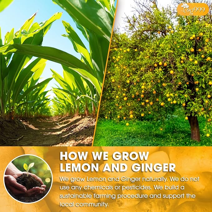 TOG999, Premium Lemon Ginger Tea Bags | 60 Tea Bags | Refreshing Herbal Blend with Bright Citrus & Warming Ginger | Naturally Caffeine-Free | 100% Plant-Based, Sustainably Sourced Herbal Tea - Bloomnest