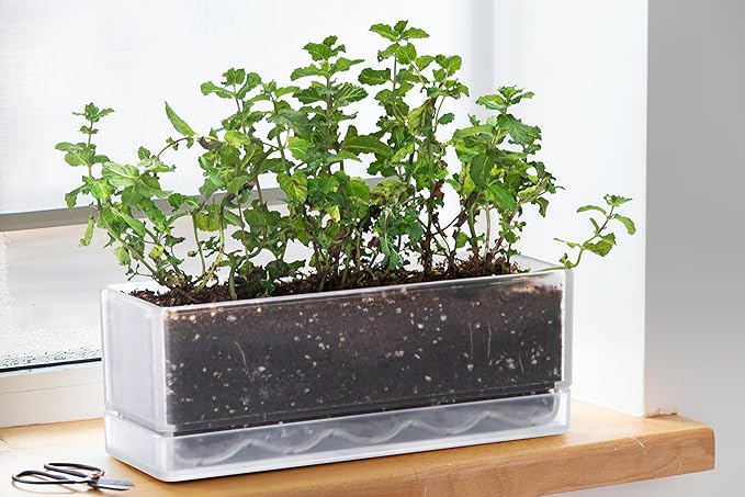 D'vine Dev 12 Inch Window Box Planter, Rectangle Plastic Herb Planter with Drainage Holes and Saucer, Indoor Succulent Cactus Vegetable Pot for Windowsill, Garden Balcony, Clear, Set of 1, 76-X-D-1 - Bloomnest
