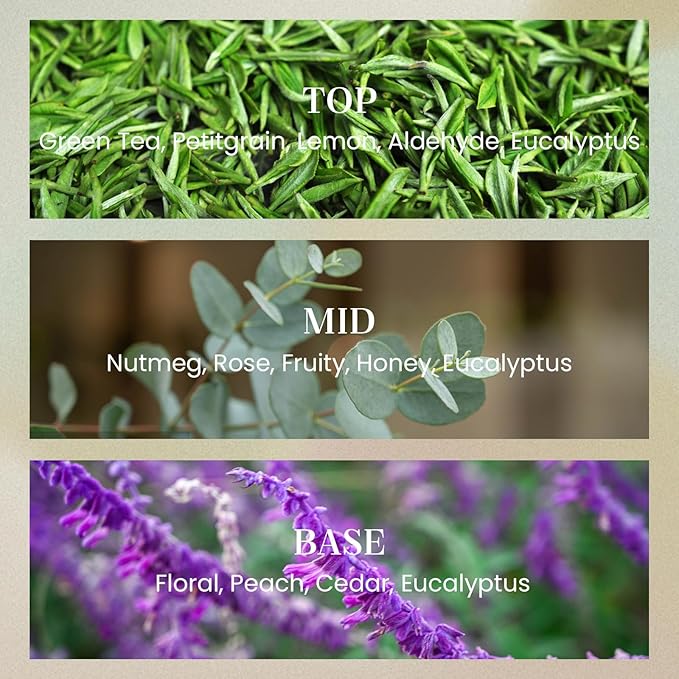 M&SENSE Sage Eucalyptus Candles for Home Scented, 2 Wick 12.7oz Soy Wax Candles Non Toxic,70 Hours Long Burning,Luxury Candles Gift for Stress Relief, Meditation, Yoga - Bloomnest