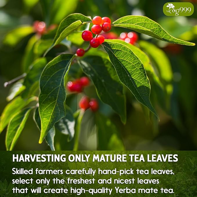 TOG999, Premium 18oz Yerba Mate Tea, Hi-Caffeine, Super-Green Yerba Mate| No Dust| Fresh - Never Aged (Ilex Paraguariensis), Cultivated from Argentina - Rich in Antioxidants and Plant Nutrients. - Bloomnest