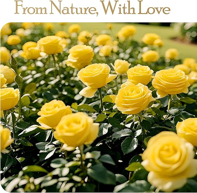 27 Preserved Flowers Rose Birthday Gifts for Women Her Mom Wife Girlfriend Grandma on Valentines Mothers Day Christmas Anniversary Romantic(Yellow) - Bloomnest