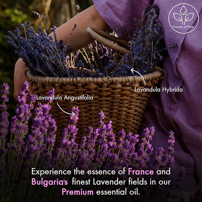 Majestic Pure Lavender Essential Oil with Glass Dropper - 1 Fl Oz - 100% Pure and Natural Lavender Oil - Premium Grade Essential Oils for Diffuser, Aromatherapy, Soap and Candle Making - Bloomnest