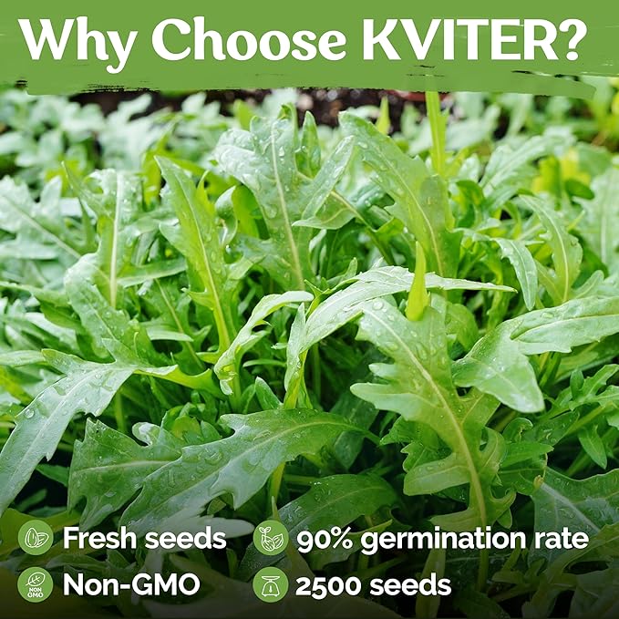 KVITER 2500 Roquette Arugula Seeds (Diplotaxis tenuifolia) - Arugula Fresh Organic & Non GMO Perennial Seed, Wild/Wall Rocket - Heirloom Herb Seeds for Planting in Outdoor & Indoor Garden - Bloomnest