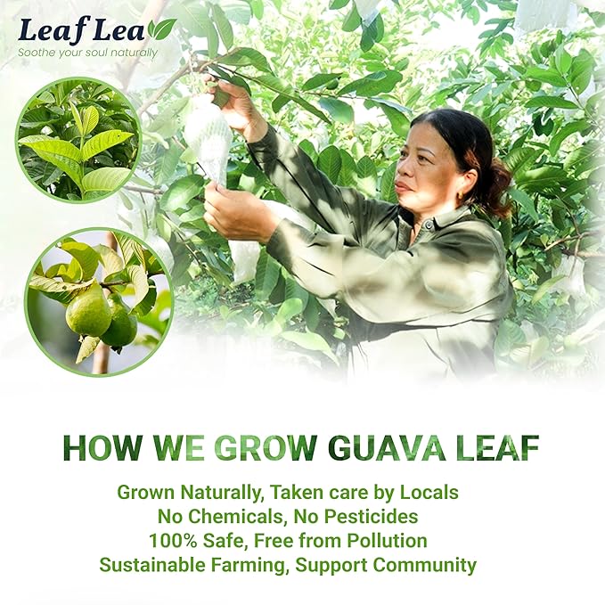 LeafLea Guava Leaf Tea, 80 Fresh-Sealed Tea Bags, Herbal Tea Made from Natural Guava Leaves (Hojas de Guayaba), Digestive Support & Immune Balance, Caffeine-Free, Sugar-Free, Pack of 2 - Bloomnest