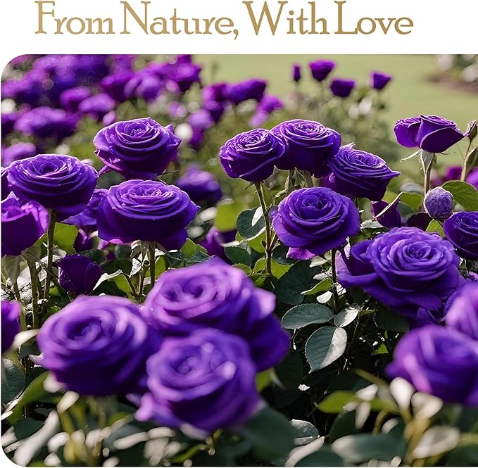 16 Preserved Flowers Rose Birthday Gifts for Women Her Mom Wife Girlfriend Grandma on Valentines Mothers Day Christmas Anniversary Romantic(Purple) - Bloomnest