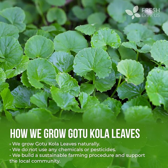 FreshDrinkUS, Premium Gotu Kola Leaves (Centella asiatica) | 8 oz Dried Loose Leaf | Naturally Mild & Earthy Herbal Tea – Premium Quality Leaves. Sugar-Free. Caffeine-Free. Vegan - Bloomnest