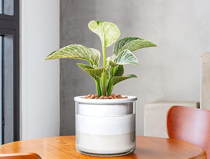 Phoenix Vine 6 Inch Self Watering Planter Pot, Design White Terracotta Pot for Plants, Indoor Cylinder Terra Cotta Pot with Glass Vase, Set of 1, 51-B-F-1 - Bloomnest