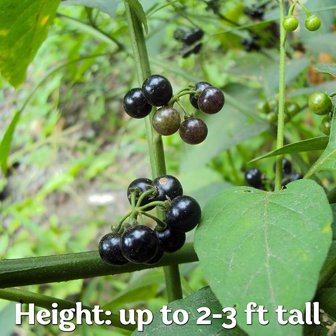KVITER 50 Black Nightshade Hierba Mora Seeds (Solanum Nigrum) - Nightshade Seed, Heirloom Seed Non GMO Organic - Ideal for Herb Garden, Borders or Edges - Bloomnest