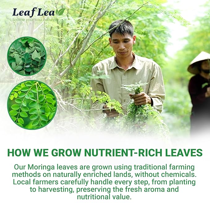 LeafLea Moringa Tea, 120 Fresh-Sealed Tea Bags, Premium Herbal Blend from 100% Natural Moringa Leaves, Supports Digestion & Immune Health, Caffeine-Free, Sugar-Free, Vegan, Non-GMO - Bloomnest