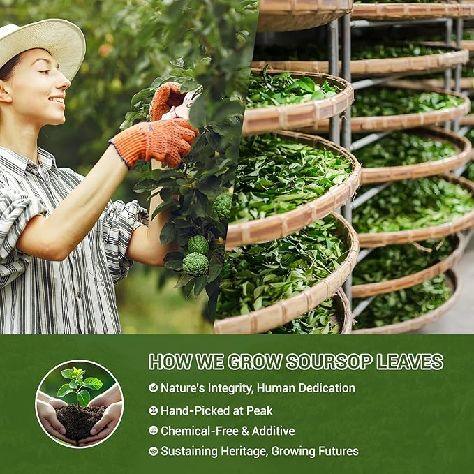Soursop Tea, 100% Natural Soursop Leaves Tea Bags for Digestion, Immunity, Sleep Support & Healthy Skin, Caffeine Free, No Additives (40 Bags/1 Pack) - Bloomnest