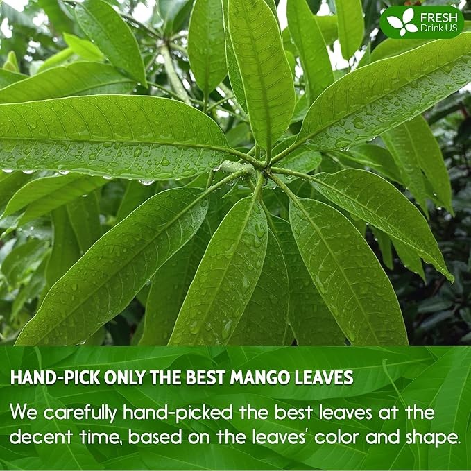 FreshDrinkUS, Premium 140+ Mango Whole Leaves Dried, 100% Natural & Pure from Dried Mango Leaves, Mango Leaf Tea, No Additives, No Caffeine, Vegan - Bloomnest