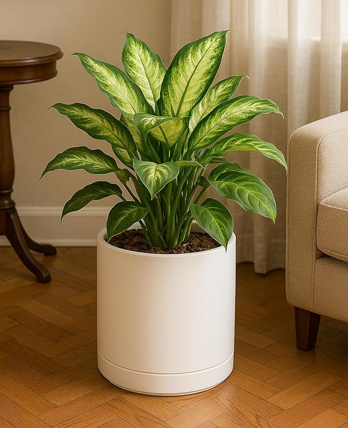D'vine Dev Set of 2 Plants Pots, 10 Inch Ceramic Planter Pot for Plants with Drainage Hole and Saucer, Oatmeal, 94-V-E-8 - Bloomnest