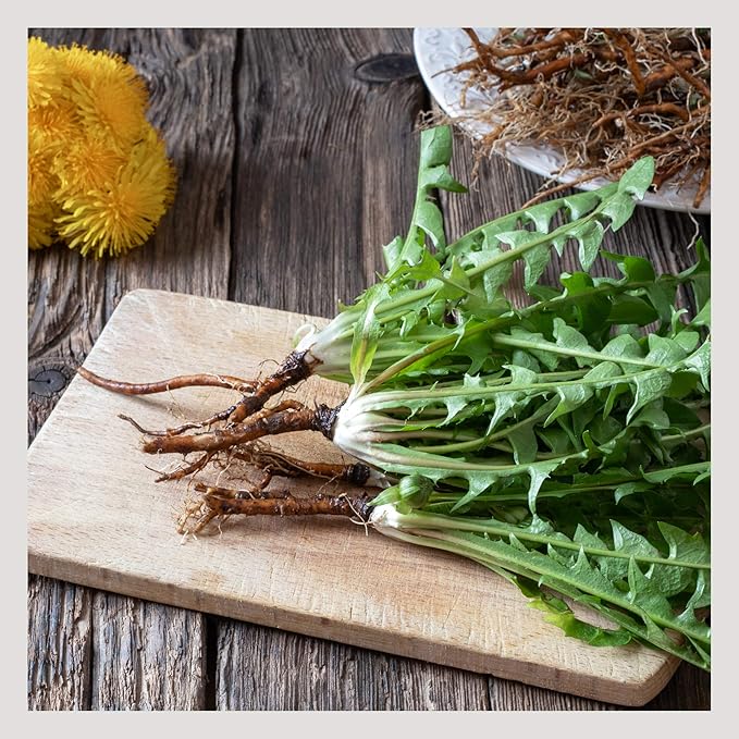 MagJo Naturals Dandelion Root, Raw, Not Roasted, Loose Tea (50 + Cups) (4 oz) 100% Wild-Crafted from Eastern Europe - Bloomnest