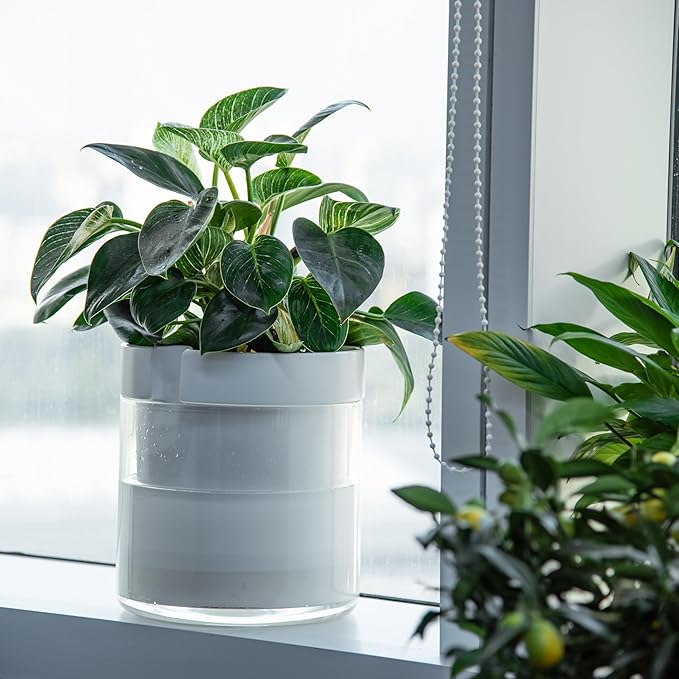 Phoenix Vine 10 Inch Self Watering Planter, White Terracotta Clay Pot with Glass Reservoir for Indoor Plants, Herbs, Flowers, Set of 1, 52-B-I-1 - Bloomnest