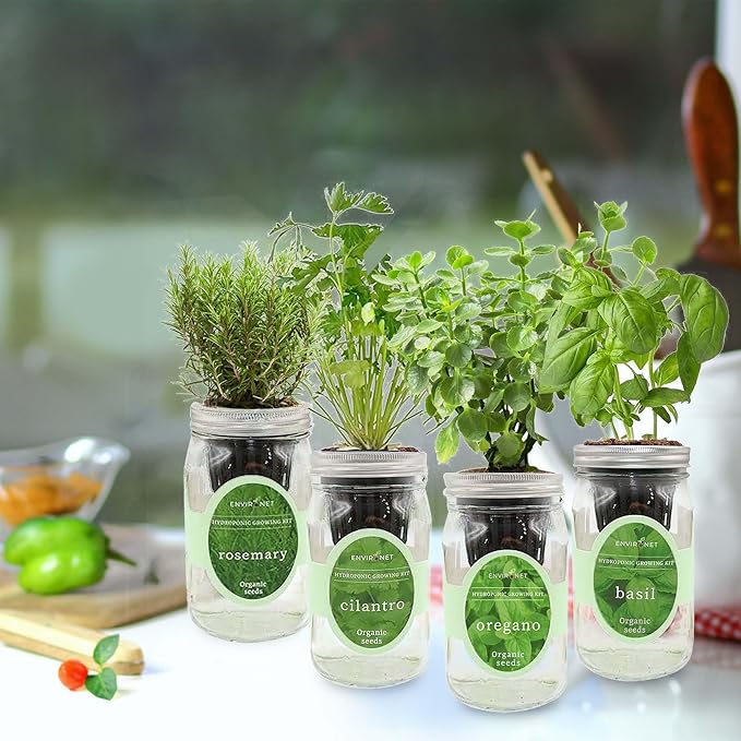 Hydroponic Mason Jar Organic Herb Seed Starter Kits - Mediterranean Herb Mix Growing Kits, Windowsill Herb Garden, Gardening Gift (Rosemary, Cilantro, Oregano, Basil) - Bloomnest