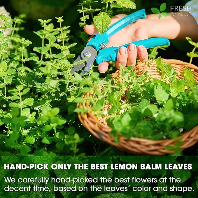 FreshDrinkUS, Premium 120 Lemon Balm Leaf Tea Bags, 100% Natural & Pure from Lemon Balm Leaves. Loose Leaf Lemon Balm Herbal Tea. Lemon Balm Leaf Tea. No Sugar, No Caffeine, No Gluten, Vegan. Lemon Balm Tea - Bloomnest