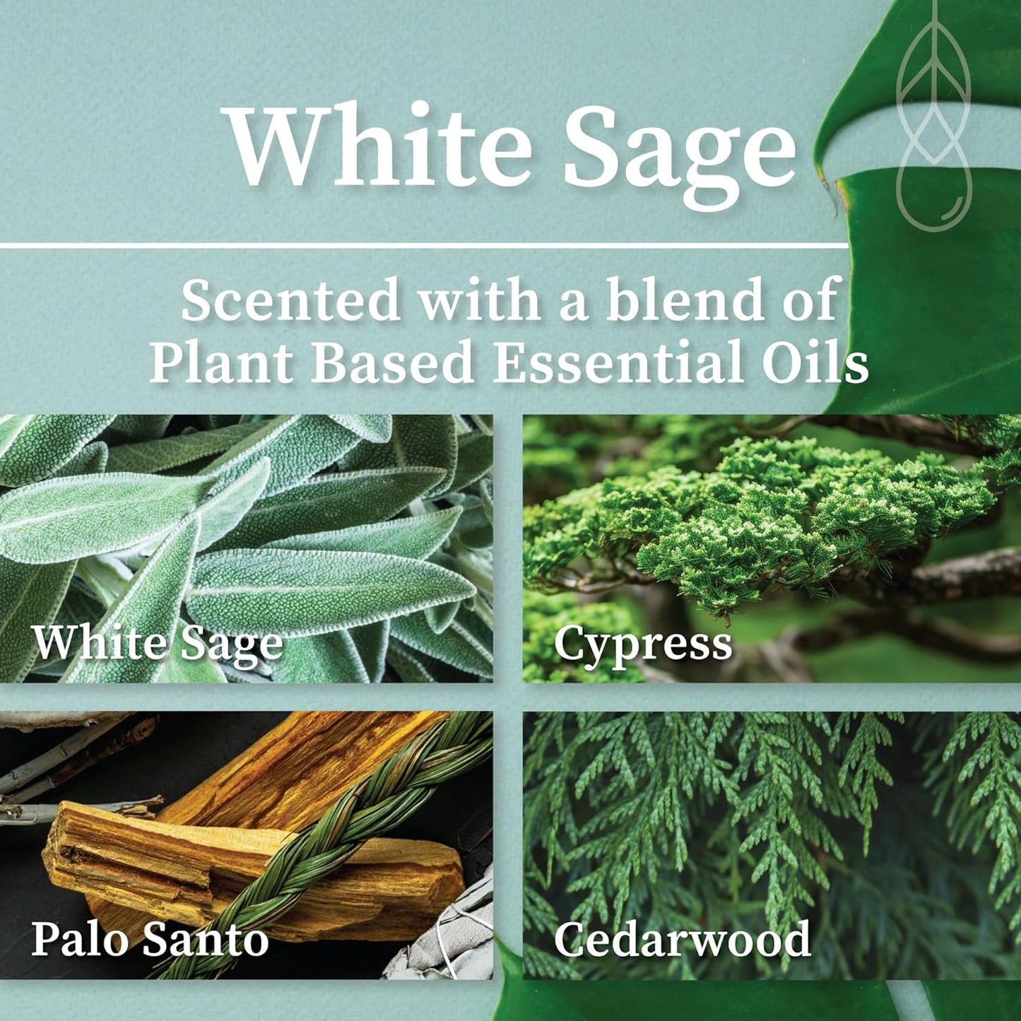 Hemlock Park Crackling Wood Wick Candle Handcrafted with Natural Coconut Wax (Standard 8 oz, White Sage)